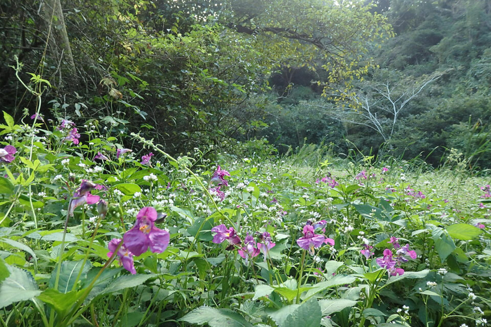 花をたずねて鎌倉歩き