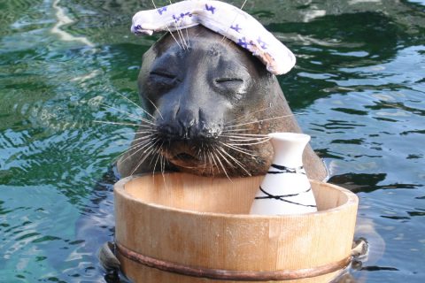 箱根園水族館の名物キャラクター温泉アザラシ