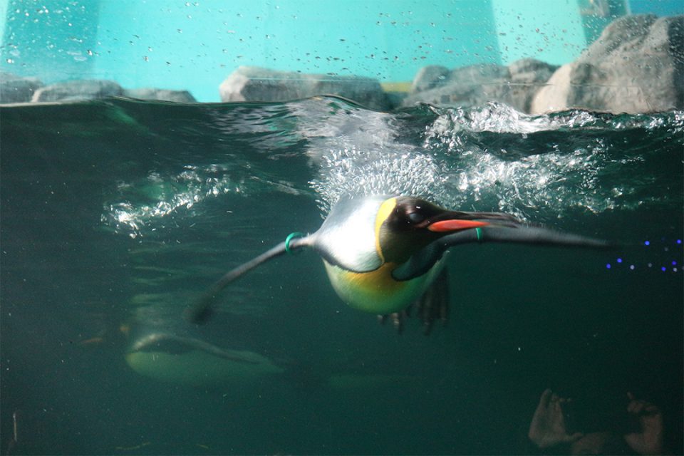 箱根園水族館のペンギン