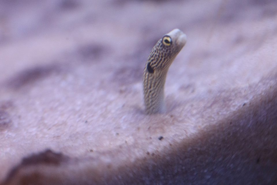 箱根園水族館のチンアナゴ