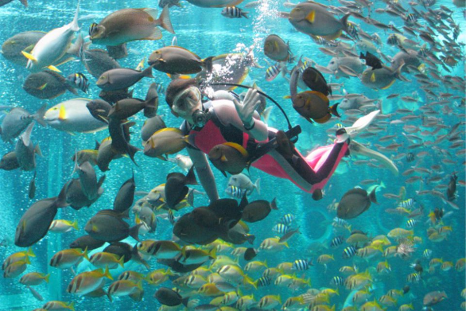 箱根園水族館の癒しの海中ショー