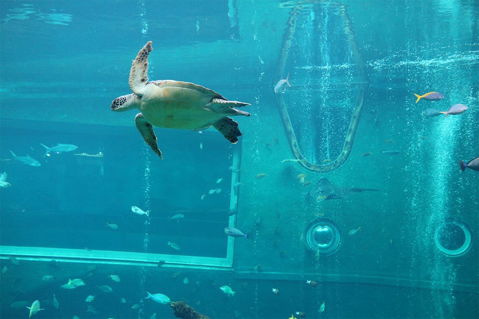 箱根園水族館のウミガメ