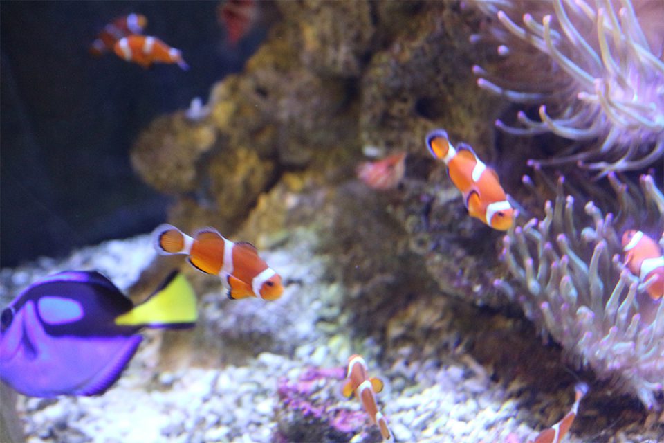 箱根園水族館の熱帯魚