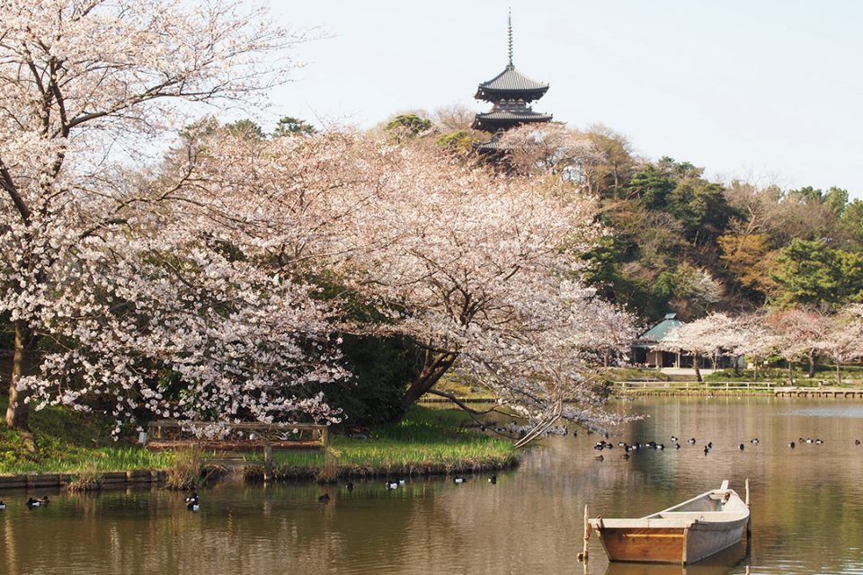 三溪園の桜