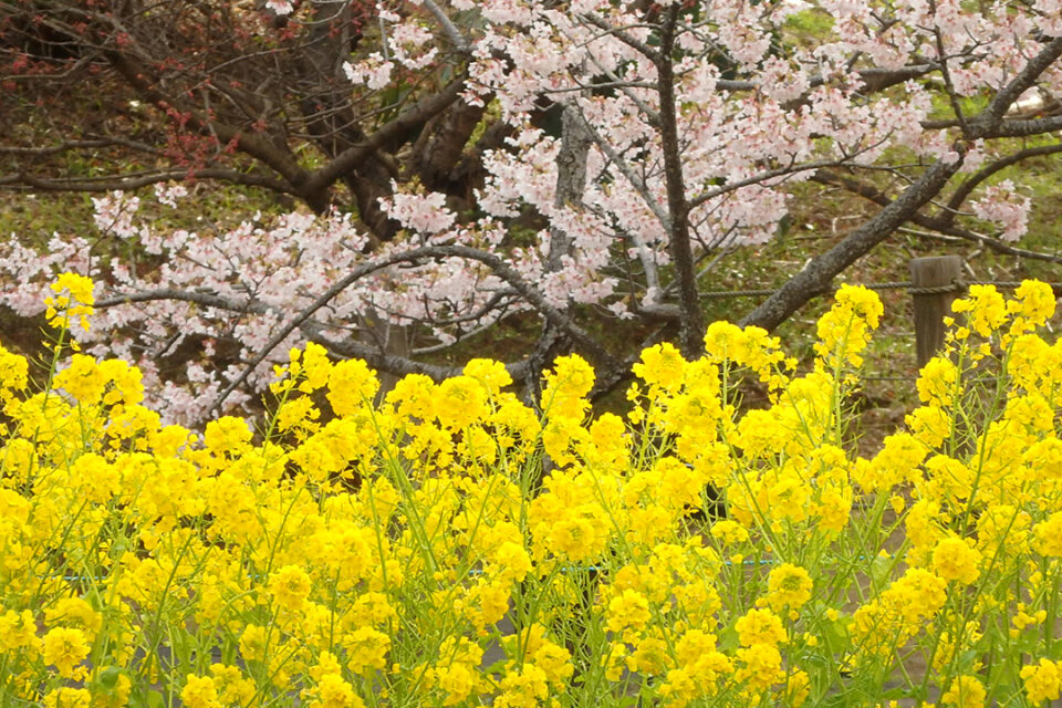 花をたずねて鎌倉歩き