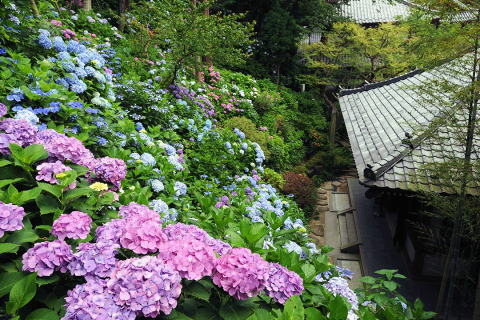 長谷寺のアジサイ