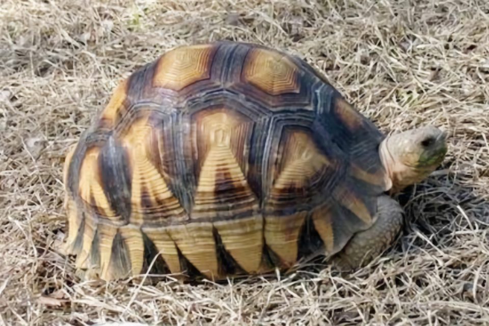 野毛山動物園のヘサキリクガメ