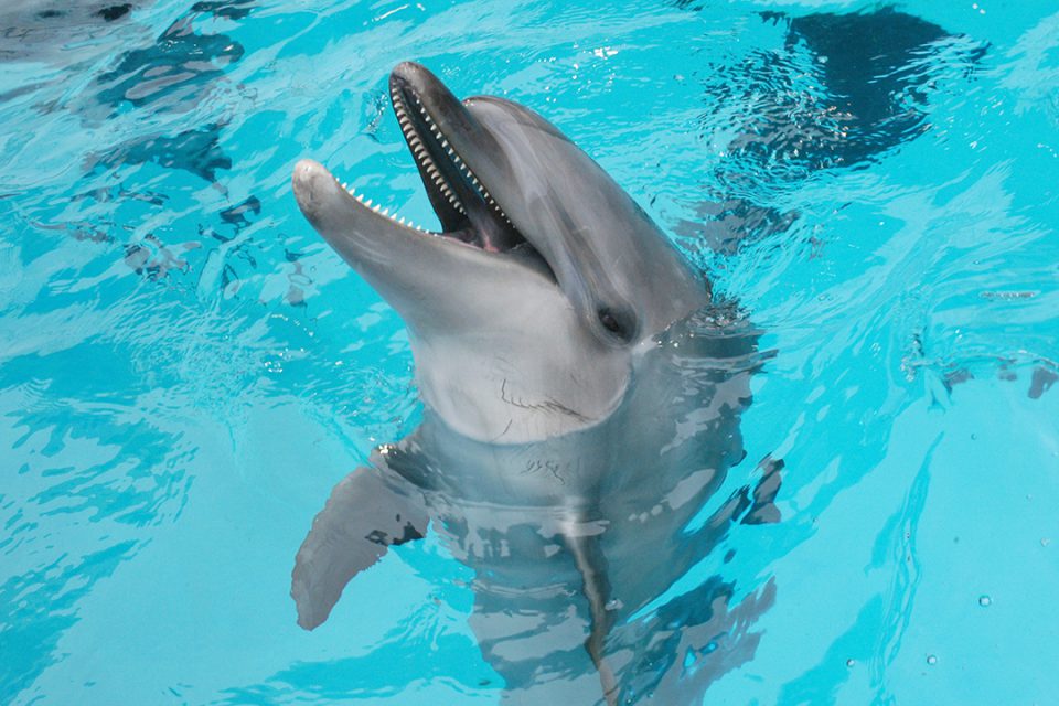 新江ノ島水族館のイルカ