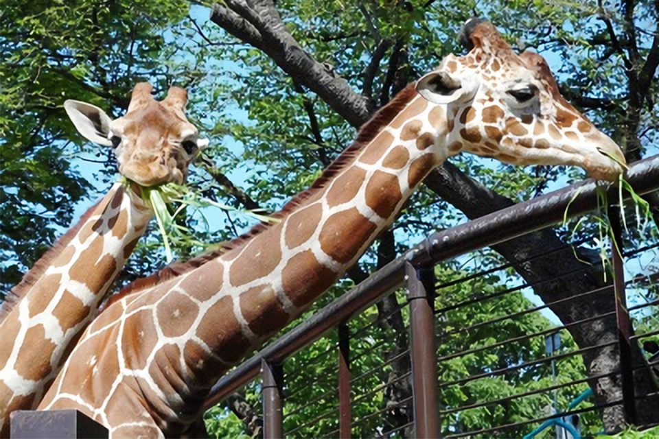 野毛山動物園のキリン