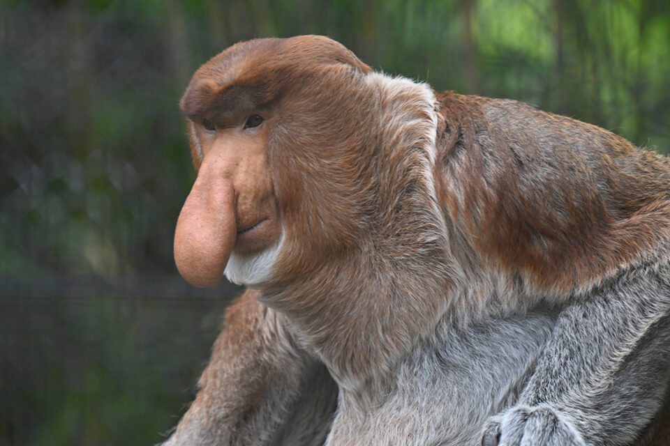 ズーラシアのテングザル