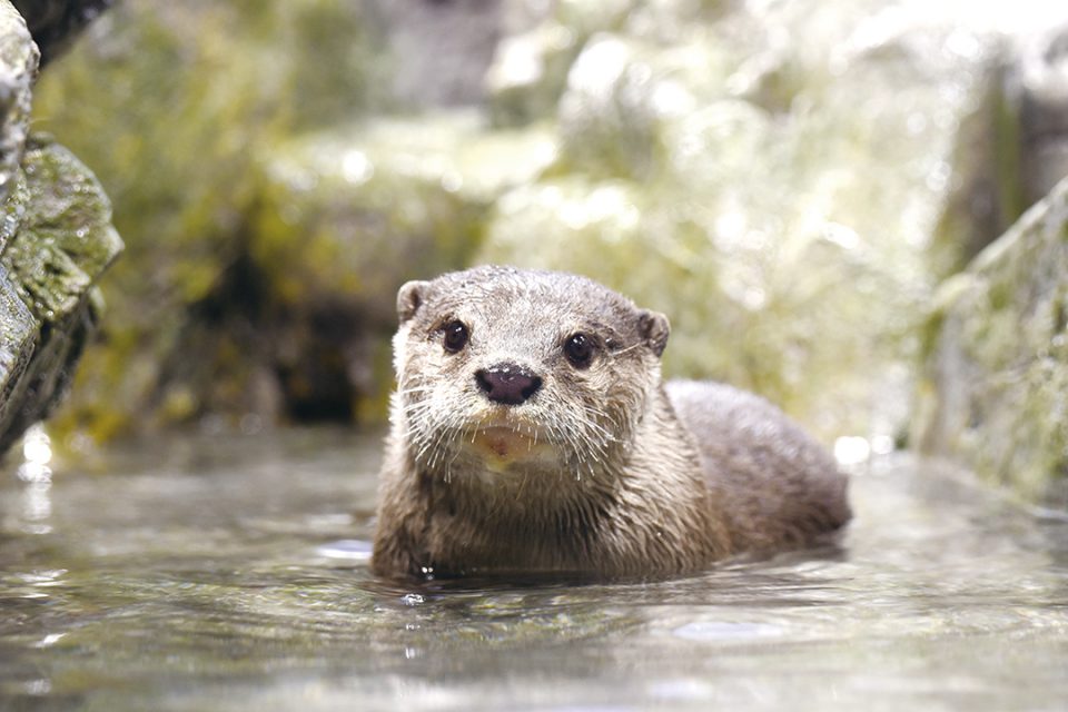 新江ノ島水族館のカワウソ