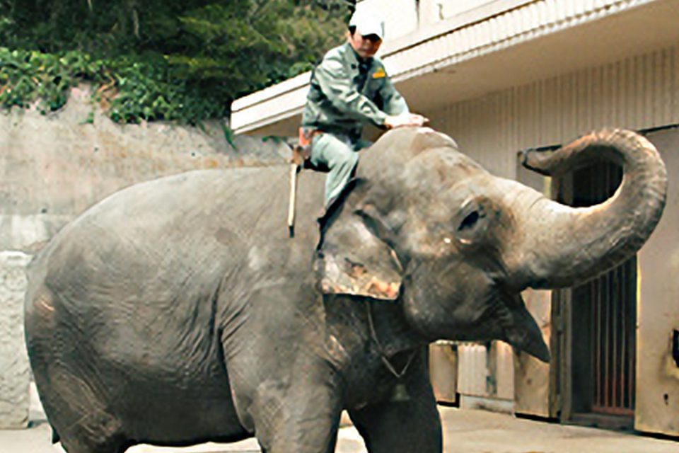 金沢動物園のインドゾウ