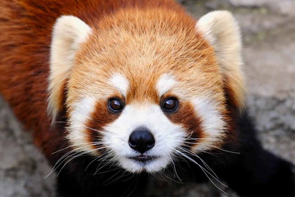 野毛山動物園のレッサーパンダ