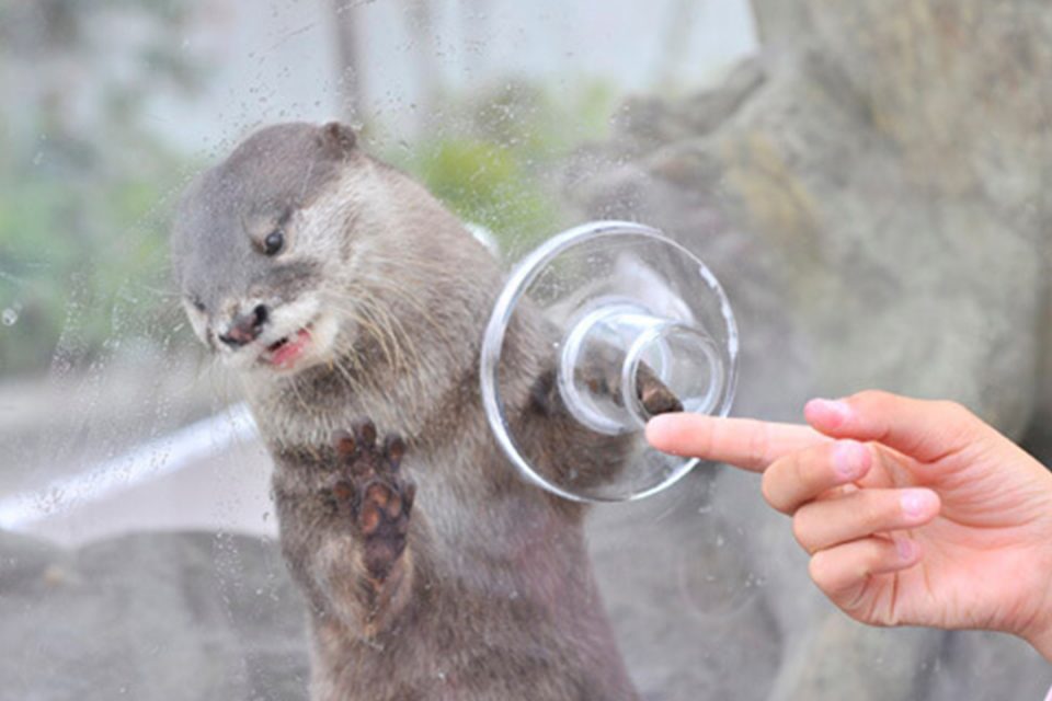 コツメカワウソとあくしゅ