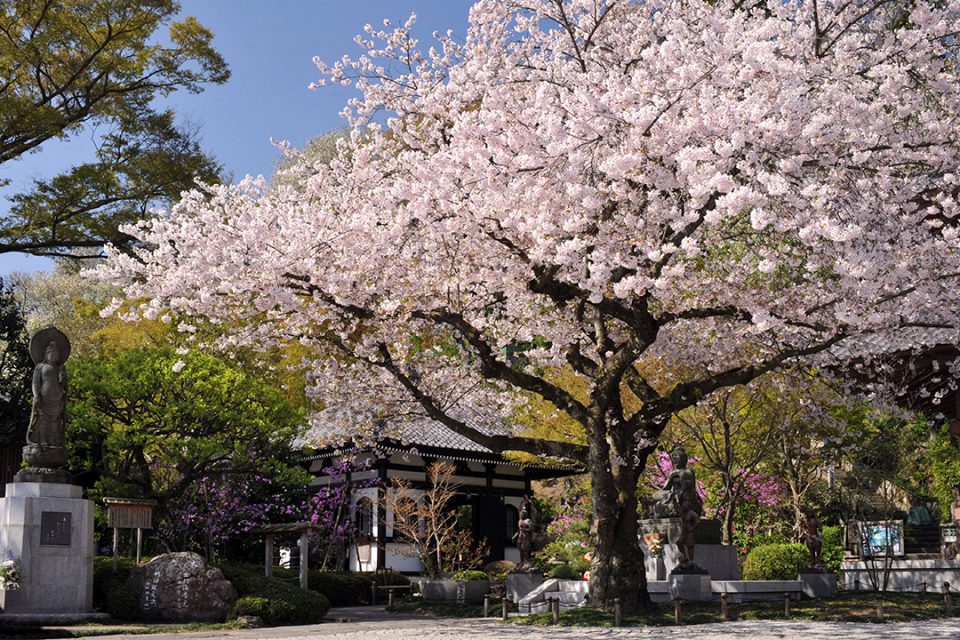 長谷寺のサクラ