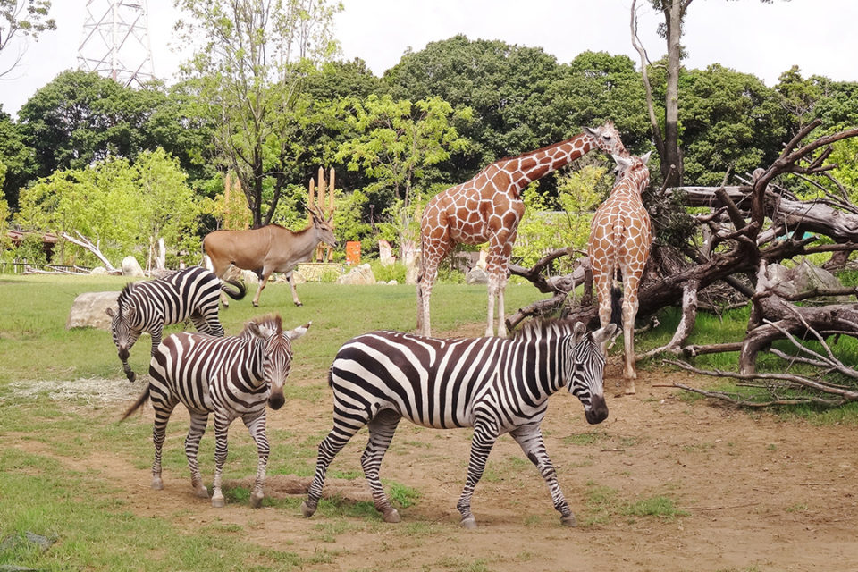 ズーラシアのアフリカのサバンナ