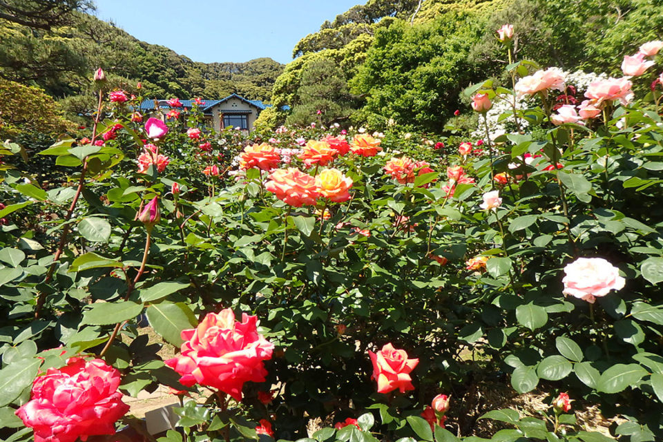 花をたずねて鎌倉歩き