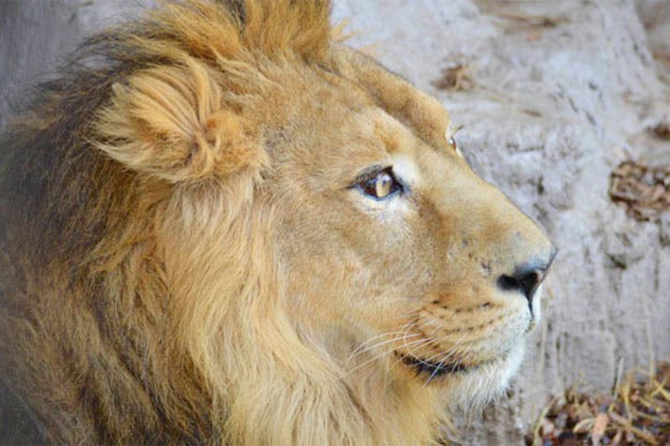 野毛山動物園のライオン