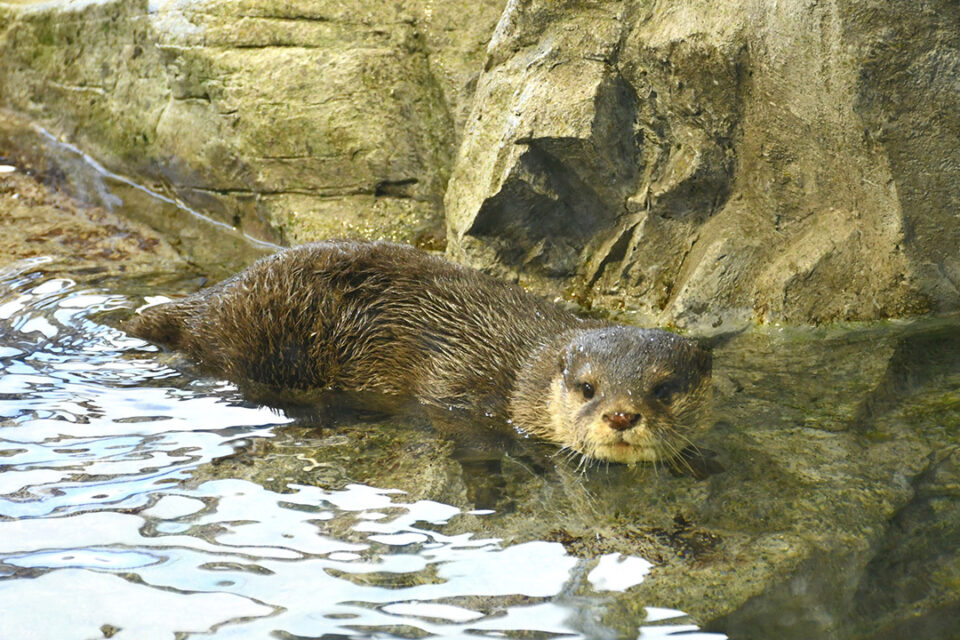 新江ノ島水族館のカワウソ