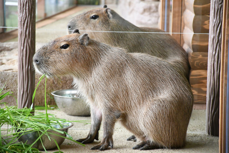 新江ノ島水族館のカピバラ