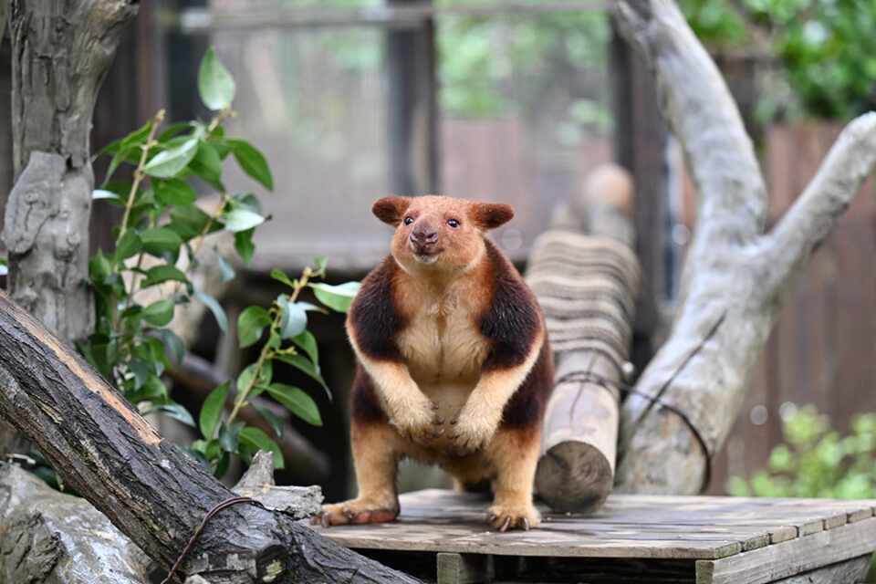 ズーラシアのセスジキノボリカンガルー