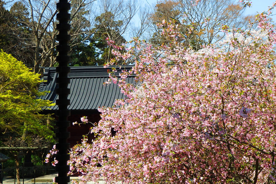 花をたずねて鎌倉歩き