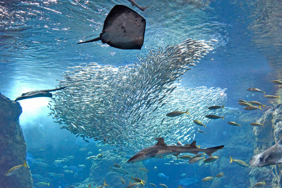 新江ノ島水族館の大水槽