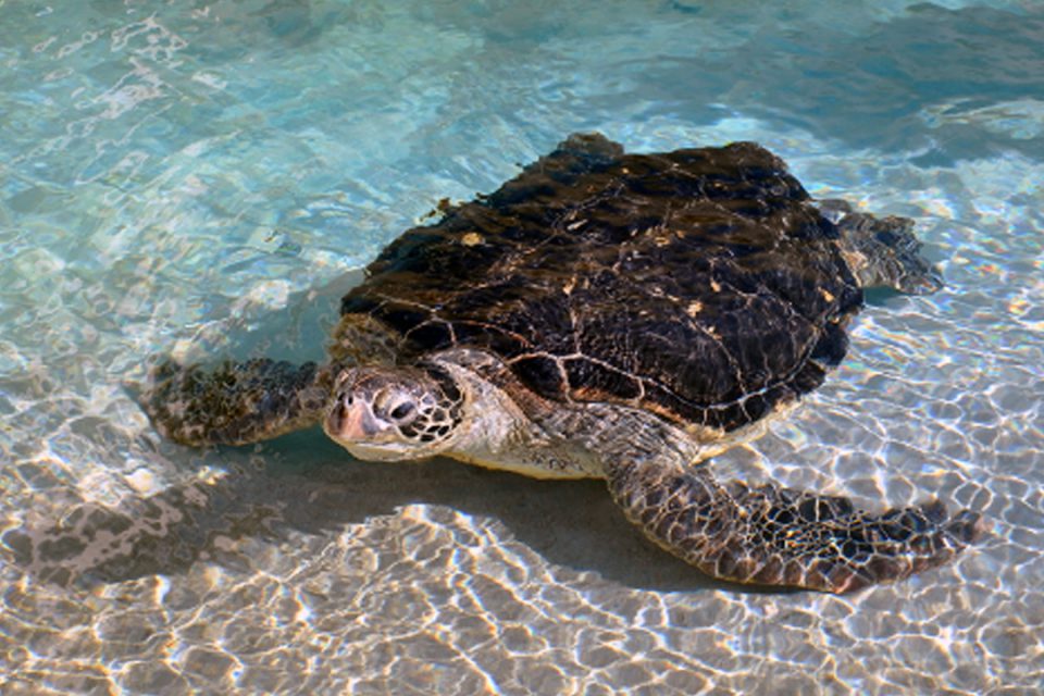 新江ノ島水族館のウミガメ