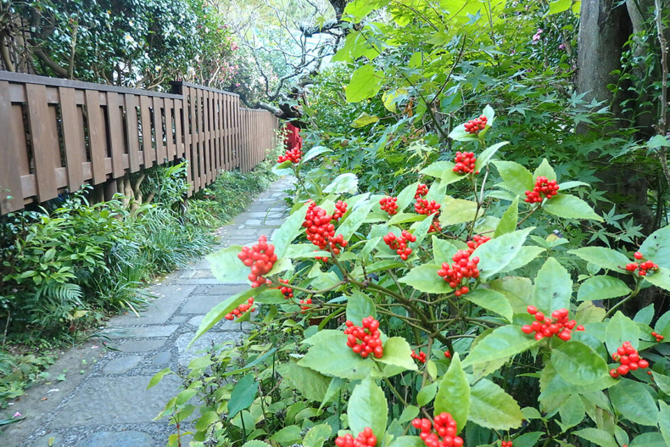 花をたずねて鎌倉歩き