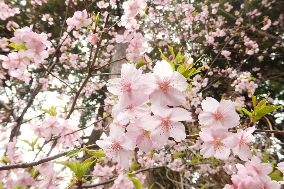 花をたずねて鎌倉歩き