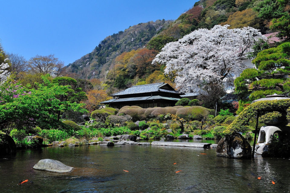 吉池旅館の山月園桜舞う時期