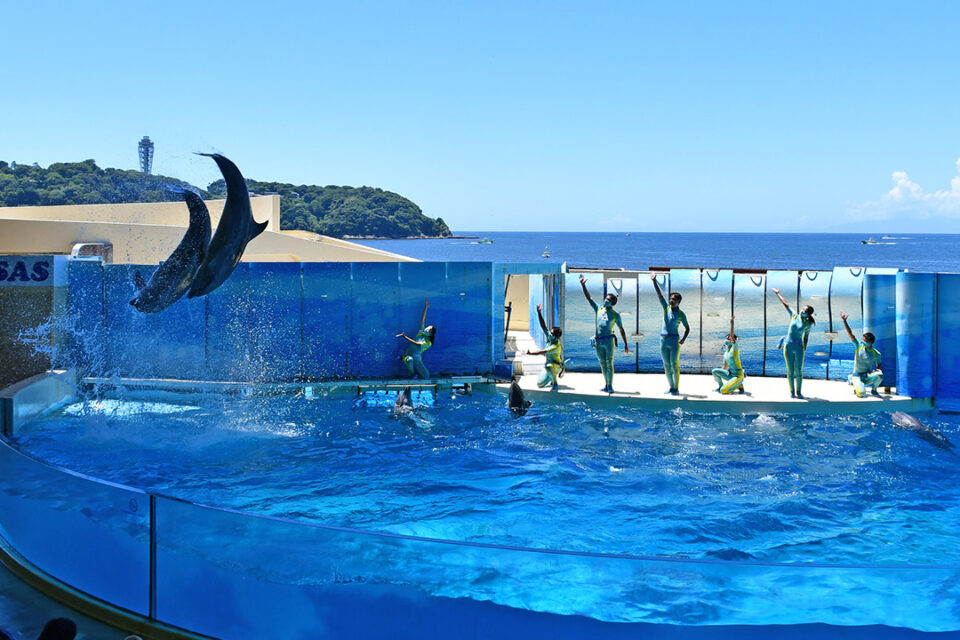 新江ノ島水族館のイルカショー