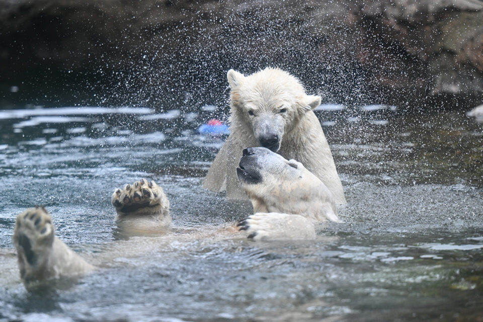 ズーラシアのホッキョクグマ
