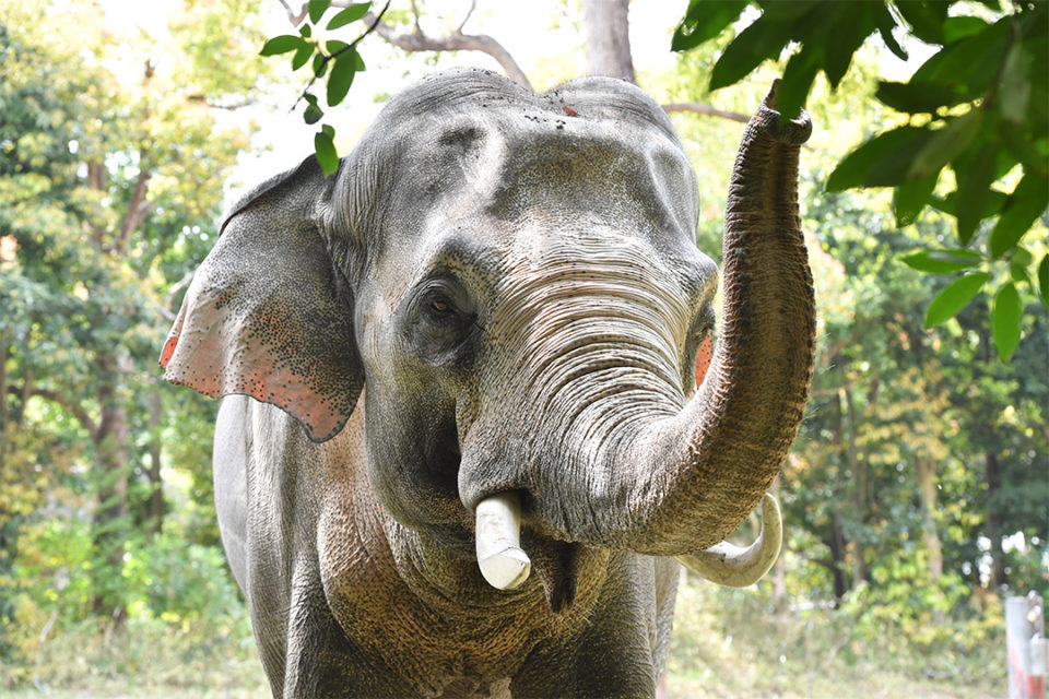 ズーラシアのインドゾウ