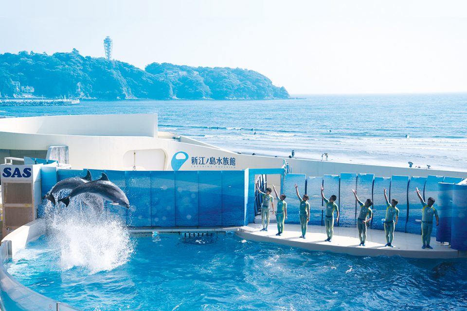 新江ノ島水族館のイルカショー