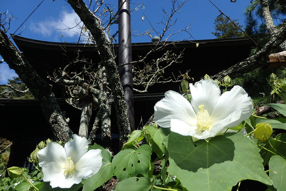 花をたずねて鎌倉歩き