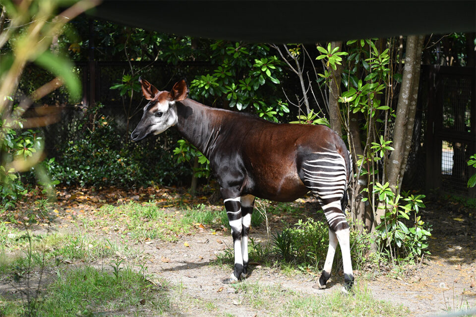 ズーラシアのオカピ