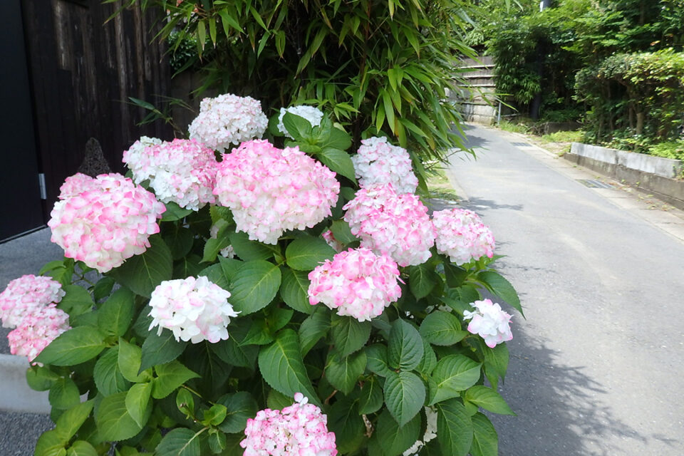 花をたずねて鎌倉歩き