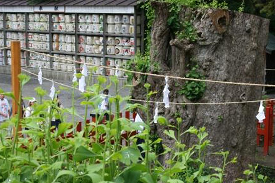 鶴岡八幡宮大銀杏