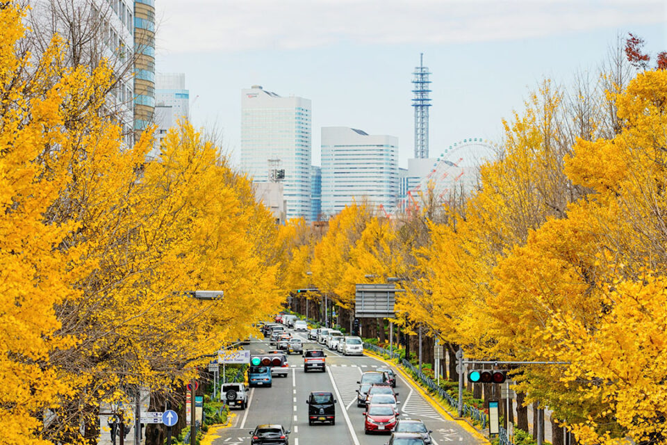 ［横浜観光スポット］山下公園通り
