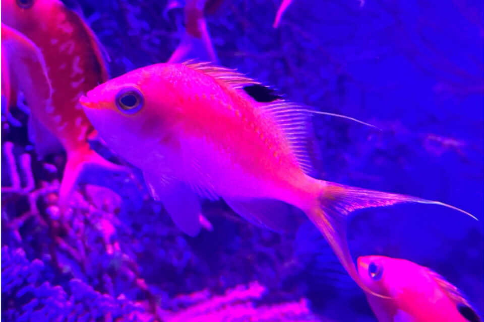 八景島シーパラダイス　名前に「花」のついた魚