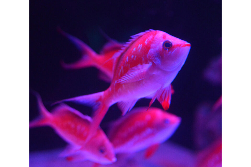 『はなパラ』の『名前に“花”がつく魚をＰｉｃｋ ｕｐ！』