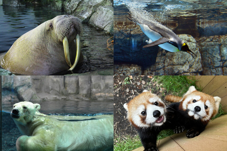 シーパラの動物たち