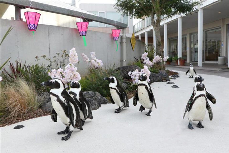 『はなパラ』の『ケープペンギンのパレード』