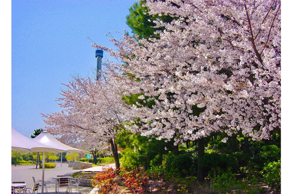 八景島の桜