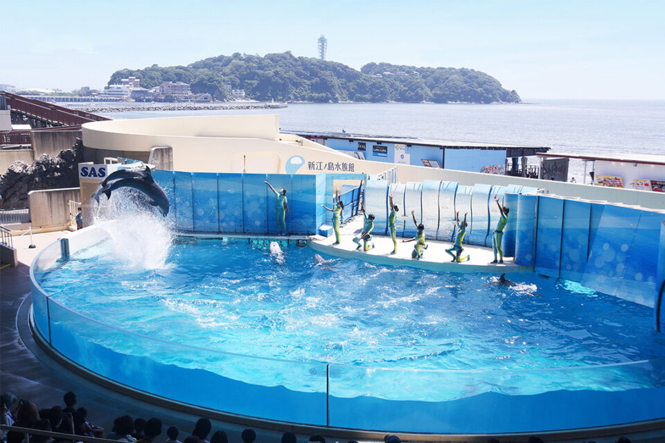 イルカショー「Wave ～きみの波になりたい～」