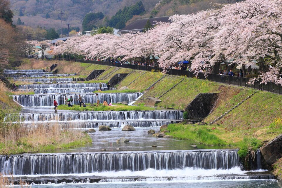 宮城野 早川堤の桜
