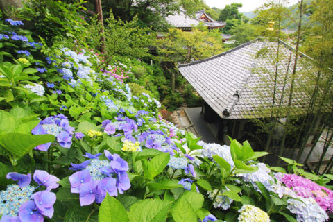 長谷寺の紫陽花-1