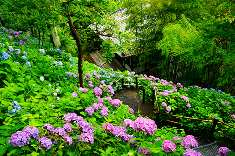 長谷寺の紫陽花-4