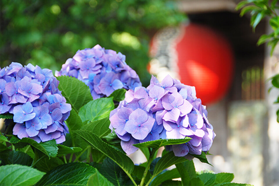 長谷寺の紫陽花-2